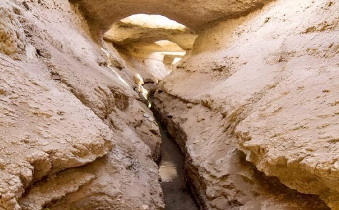 سرو ابرکوه خشک می شود؟ / ماجرای خشکی قناتی که سرو ابرکوه را آب می داد