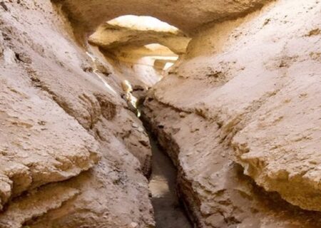 سرو ابرکوه خشک می شود؟ / ماجرای خشکی قناتی که سرو ابرکوه را آب می داد