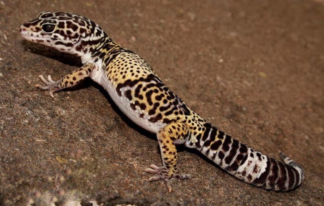 ثبت تصویر گکوی خال پلنگی ترکمنی در خراسان شمالی (فیلم)