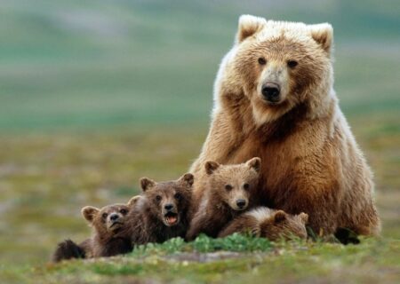 گشت‌وگذار یک قلاده خرس قهوه‌ای با توله‌اش در ارتفاعات جنگلی گیلان (فیلم)