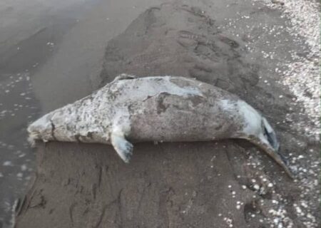 هشدار جدی؛ فوک های خزری یکی پس از دیگری می‌میرند