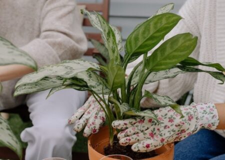 ۸ گیاه آپارتمانی که خیر و برکت را به خانه می‌آورند (+عکس)