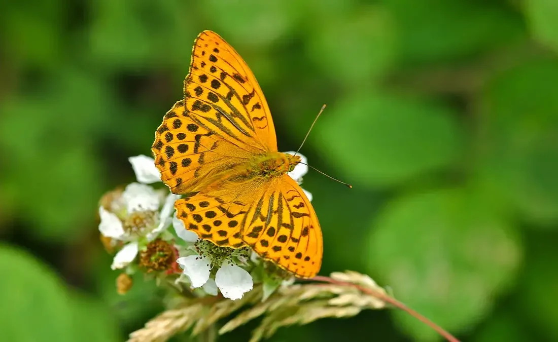پروانهای که بعد از 200 سال دوباره دیده شد