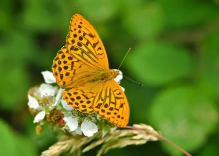 پروانه‌ای که بعد از 200 سال دوباره دیده شد