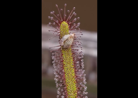 گیاه گوشت‌خوار در عمل شکار پروانه را بلعید (فیلم)