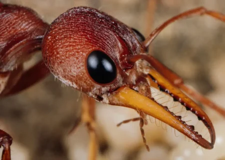 آخرالزمان حشرات؛ بعضی از مورچه‌ها هم دارند منقرض می‌شوند