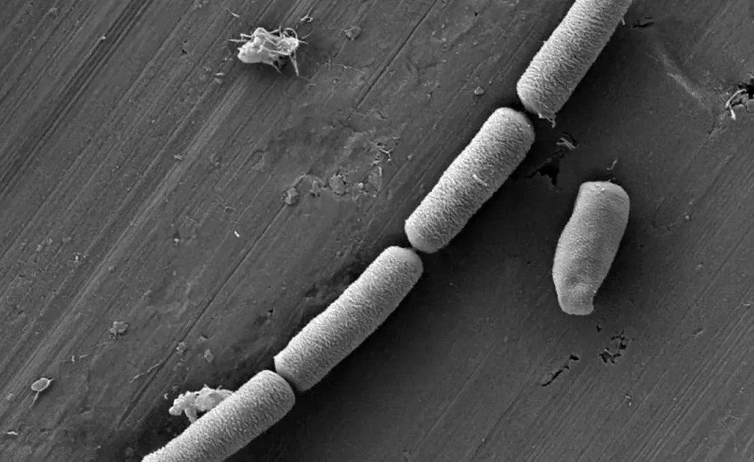 ترکیب شگفت‌انگیز «سیمان و میکروب» که می‌تواند برق را در دیوار ذخیره کند