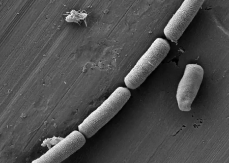 ترکیب شگفت‌انگیز «سیمان و میکروب» که می‌تواند برق را در دیوار ذخیره کند