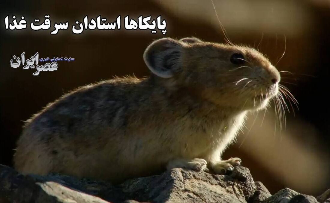 دزدی در روز روشن / از کار طاقت‌فرسا تا سرقت حساب‌شده (فیلم)