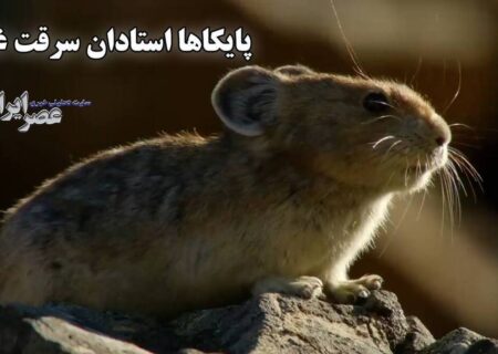 دزدی در روز روشن / از کار طاقت‌فرسا تا سرقت حساب‌شده (فیلم)