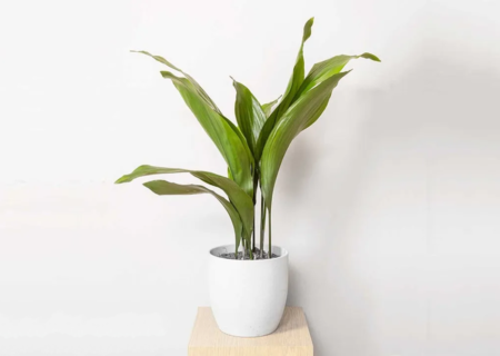 روش کاشت و پرورش گیاه برگ عبایی