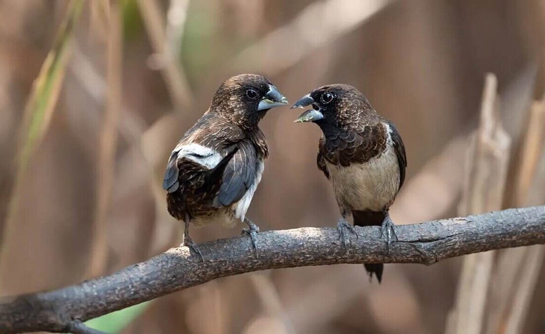 پرندگان به دلیل خیانت از هم طلاق میگیرند!