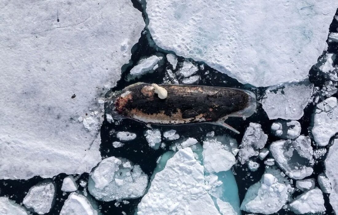 خرس قطبی سوار بر نهنگ عنبر (+عکس)