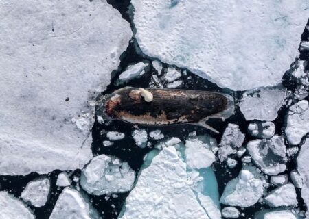 خرس قطبی سوار بر نهنگ عنبر (+عکس)