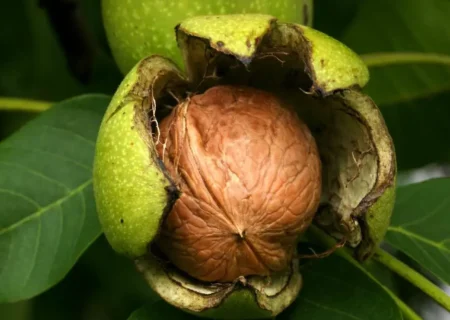 سقوط ۵۲ نفر از درخت گردو در همدان/ فوت یک نفر بر اثر گردو تکانی در ملایر