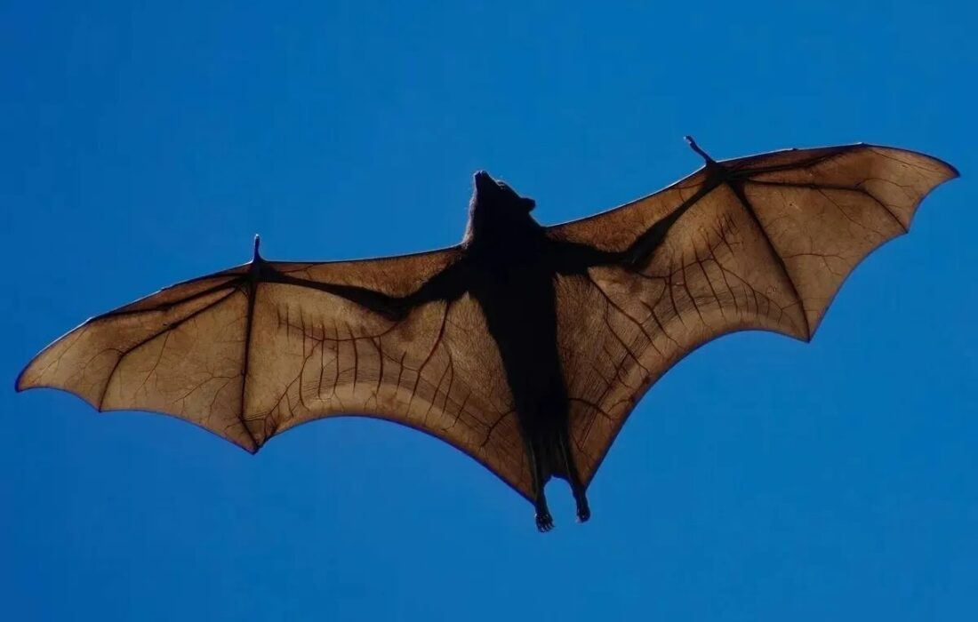 با روباه پرنده غولپیکر آشنا شوید؛ بزرگترین پستانداری که از توانایی پرواز برخوردار است (+عکس)