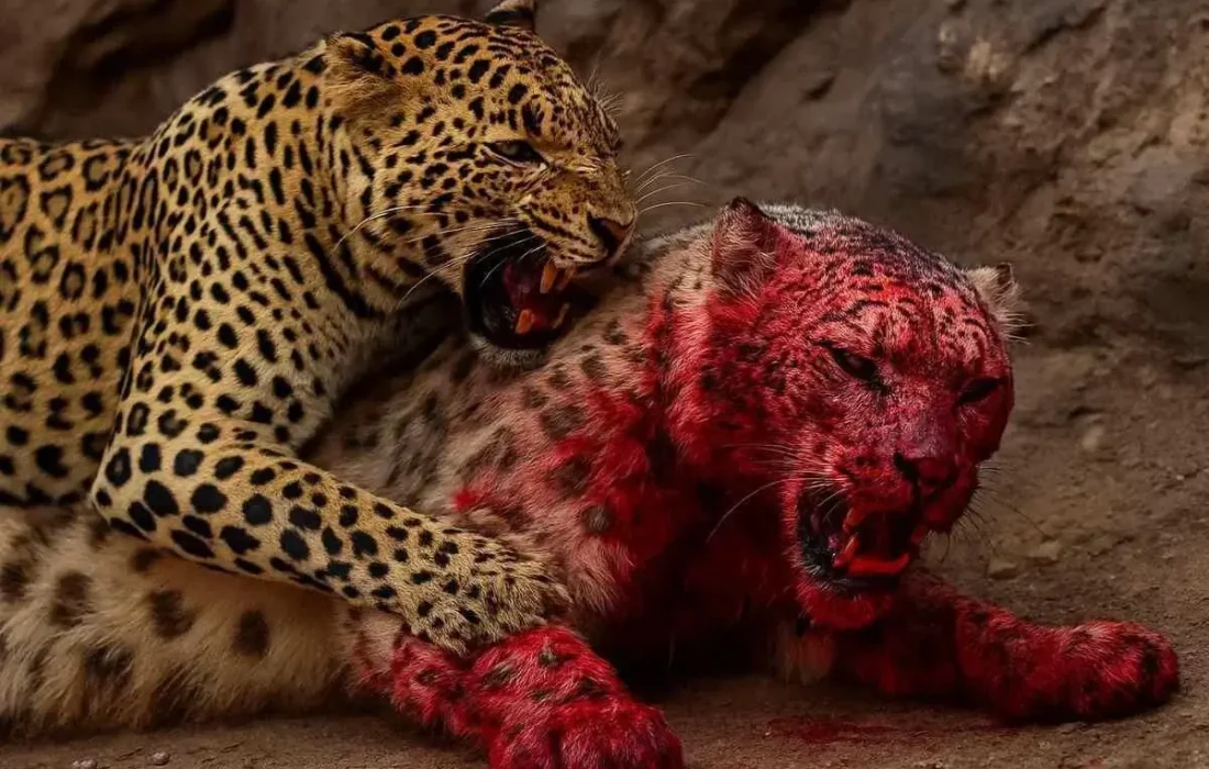 نبرد نفسگیر پلنگها در طبیعت بکر آفریقا (فیلم)