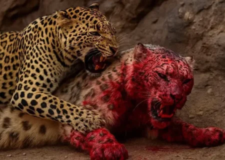 نبرد نفس‌گیر پلنگ‌ها در طبیعت بکر آفریقا (فیلم)