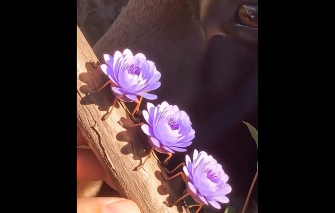 گل زنده؛ استتار عجیب یک حشره کمیاب (فیلم)