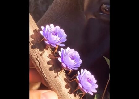 گل زنده؛ استتار عجیب یک حشره کمیاب (فیلم)