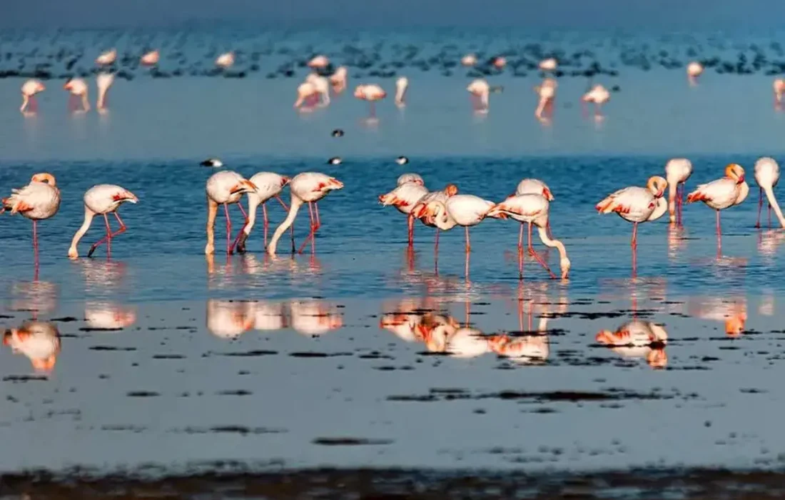 میانکاله زنده اما شکننده است