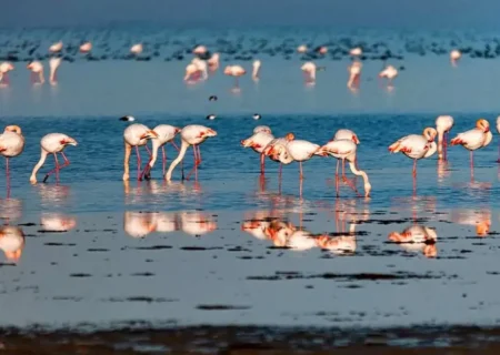 میانکاله زنده اما شکننده است