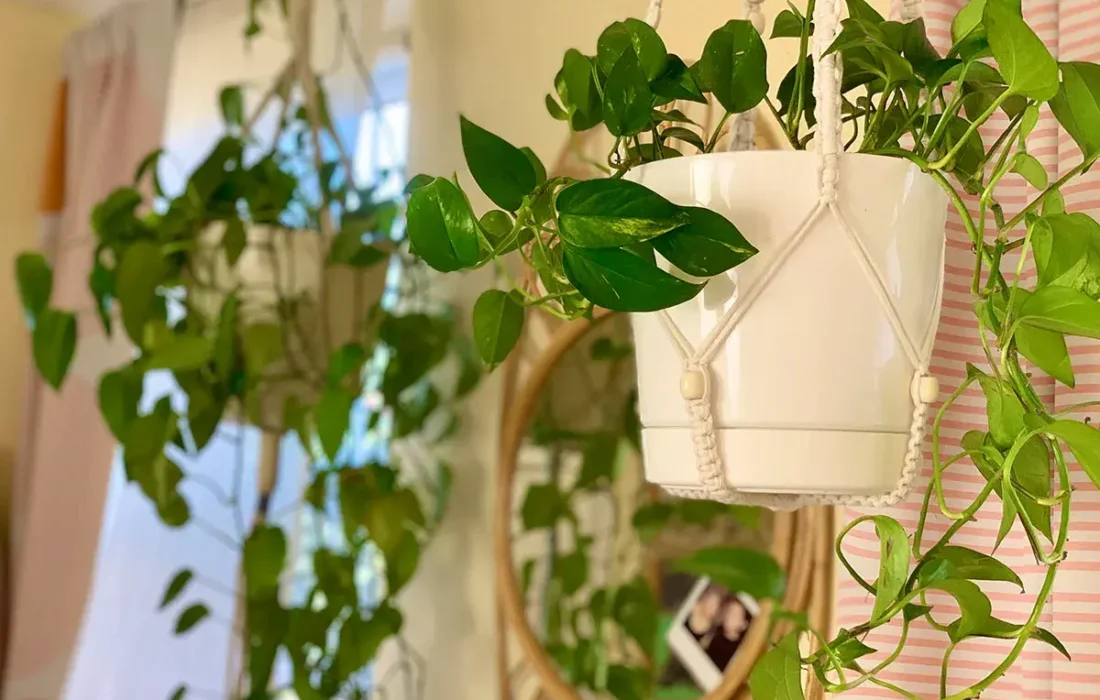 نکات کلیدی مراقبت و آبیاری گیاهان آویز