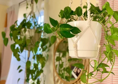 نکات کلیدی مراقبت و آبیاری گیاهان آویز