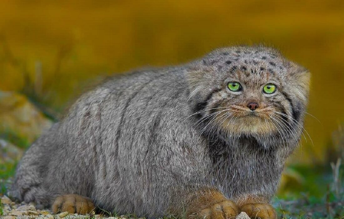 رازآلودترین گربه ایران را ببینید(+ عکس)