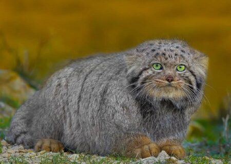 رازآلودترین گربه ایران را ببینید(+ عکس)