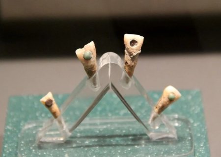 کشف دندان‌ هایی با نگین یشم که متعلق به یک کودک هفت ساله بوده‌اند