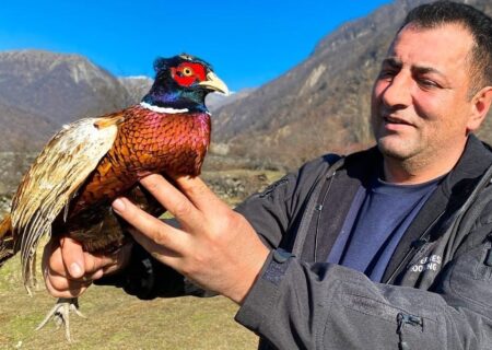 طرز تهیه شاه پلوی قرقاول به سبک آشپزهای روستایی آذربایجان + فیلم