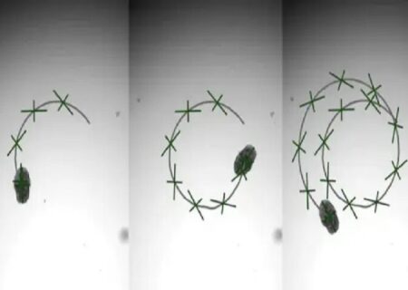 دانشمندان بافت زنده ریه انسان را به زیست‌بات تبدیل کردند