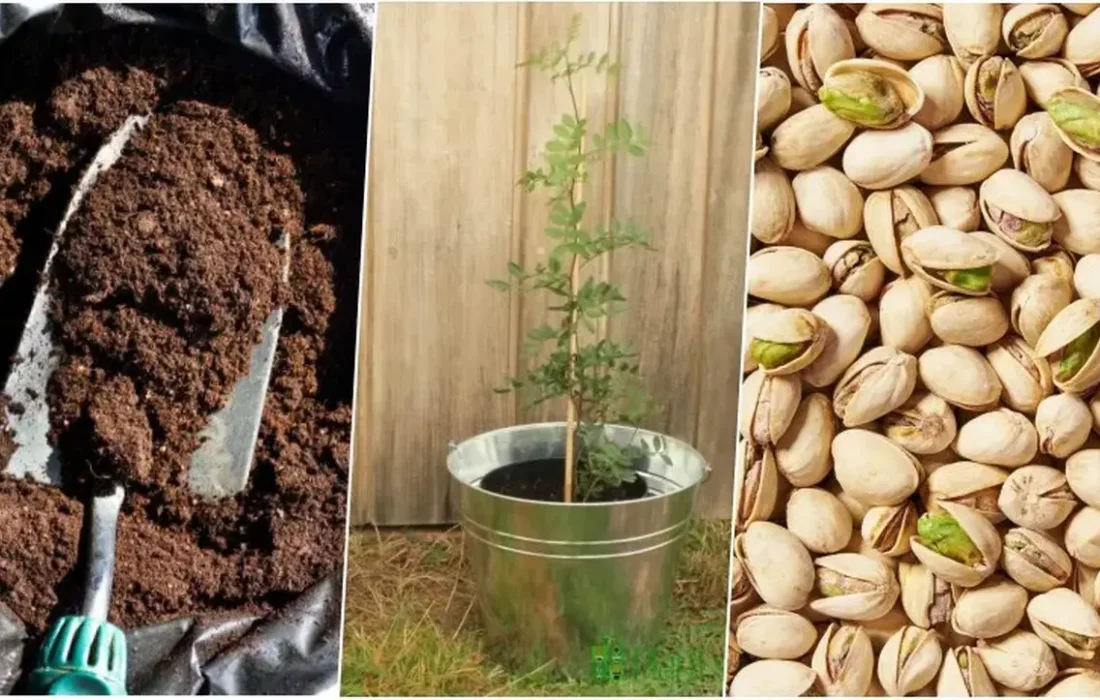راهنمای جامع کاشت و پرورش پسته خام در گلدان