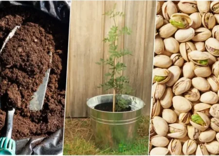 راهنمای جامع کاشت و پرورش پسته خام در گلدان