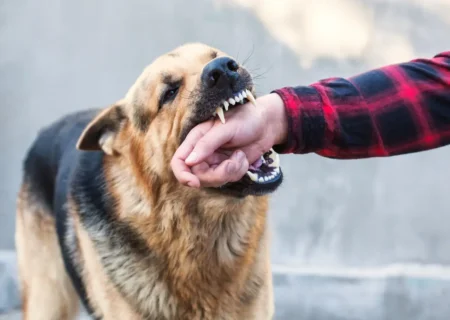 در صورت حمله سگ، چه اقداماتی انجام دهیم؟