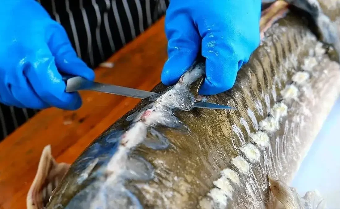 کباب ماهی خاویاری، خوراک خیابانی پرطرفدار در پایتخت تایلند + فیلم