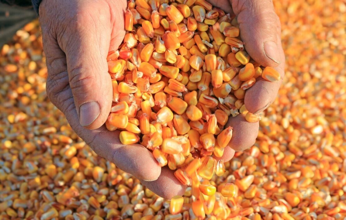 آغاز ثبت سفارش ذرت دامی سهمیه پاییز از 9 مهر