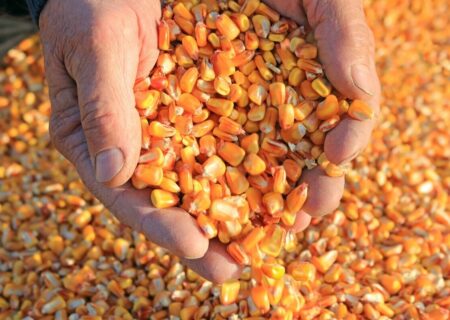 آغاز ثبت سفارش ذرت دامی سهمیه پاییز از 9 مهر