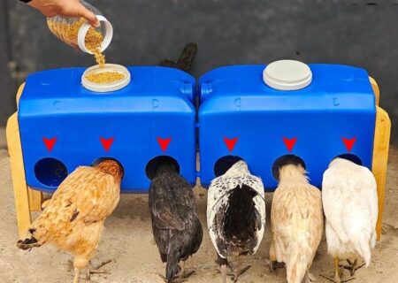 آموزش ساخت دانخوری مرغ با استفاده از دبه ۲۰ لیتری