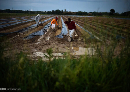 برداشت مارچوبه در رودان آغاز شد