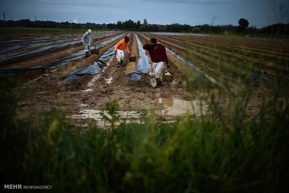 برداشت مارچوبه در رودان آغاز شد