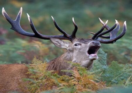 مرال‌های گلستان زیر تیغ شکارچیان؛ نبرد بقا در بانگ سرنوشت