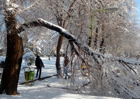 تهدید بیماری زغالی درختان در پناهگاه حیات وحش دشت ناز