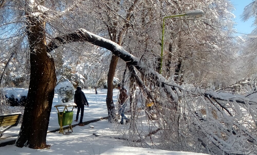 تهدید بیماری زغالی درختان در پناهگاه حیات وحش دشت ناز