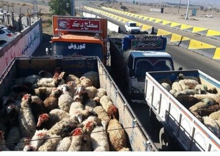 ناکامی قاچاقچیان احشام در بندرعباس