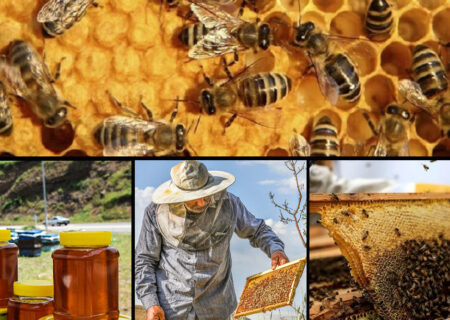 تولید عسل در آمل ۲۵ رشد یافت