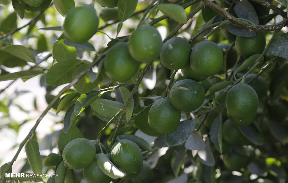 پیشبینی برداشت ۱۴۰ هزار تُن لیموترش از باغات جهرم