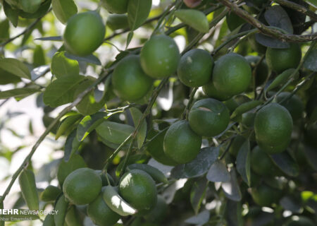 پیش‌بینی برداشت ۱۴۰ هزار تُن لیموترش از باغات جهرم