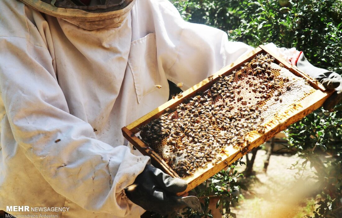 طلای شیرین زاگرس در قله تولید؛عسل ایلام رهسپار بازارهای جهانی شد